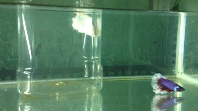 Platinum HM vs Lavender HM смотреть онлайн