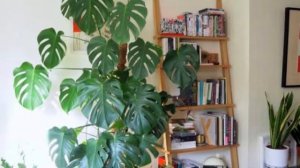 Monstera Borsigiana non Variegata vs Deliciosa | Dekorasi Rumah Dengan Tanaman Hias Fotogenik