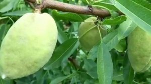 .... Как выращивают и обрабатывают Миндаль....