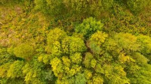 Коптер улетел в лес: Потеря сигнала и GPS / как искать дрон?