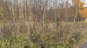 г. Кизел (Пермский край) / Шахтерский п. Володарский / Заброшенные окрестности Кизела /