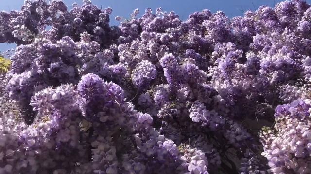 Симеиз пгт. Цветение глицинии. Аквапарк «Симеиз». Голубой залив. 18.04.24. Крым. Simeiz. Yalta. смотреть онлайн