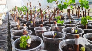 Обращение к тем кто уже заказал саженцы винограда