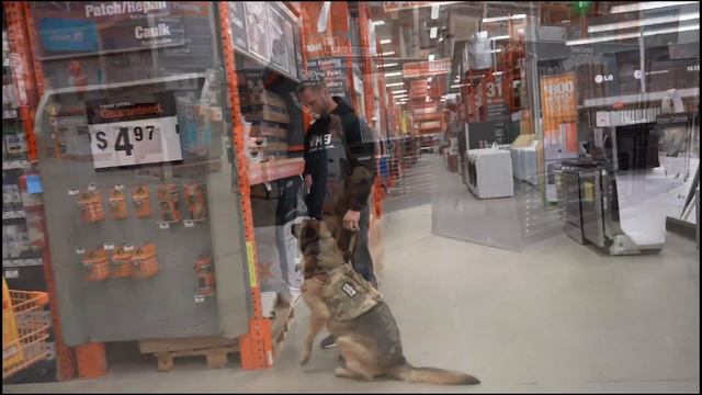 Dog Training Aggressive Dog Rehab смотреть онлайн