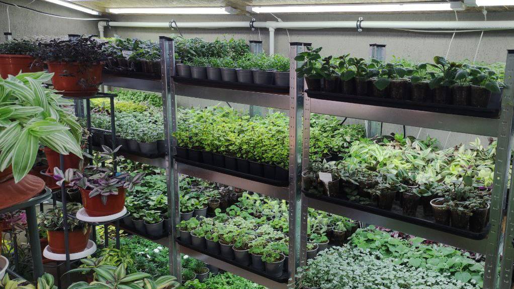 ВНИМАНИЕ! Скоро отправка посылок. Что делать после получения растений. Мои рекомендации. 2 часть. смотреть онлайн