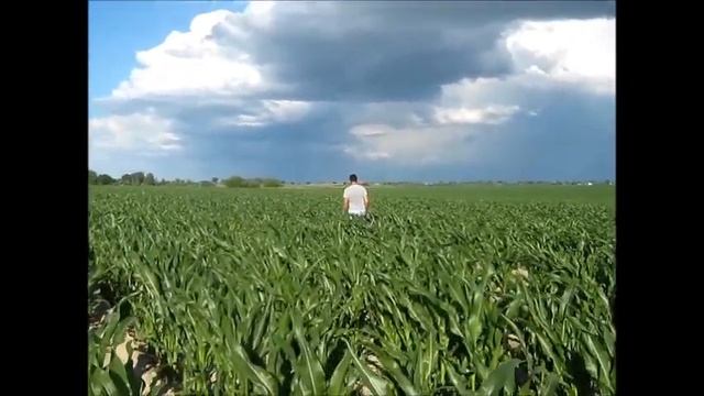 кукуруза импортной селекции смотреть онлайн