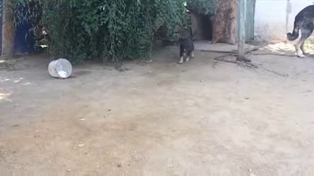 Eset Stagy/Dog`s vlog/ смотреть онлайн