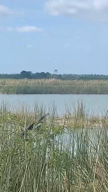 Anhinga Let Me Get Close in Viera Wetlands! смотреть онлайн