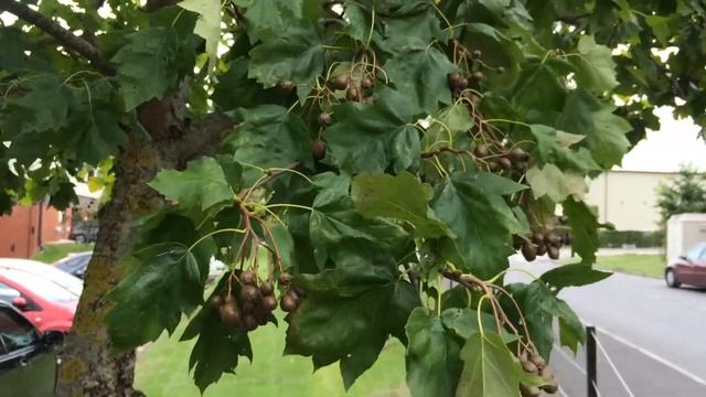Wild service tree (Sorbus torminalis) - leaves & fruit - August 2017 смотреть онлайн
