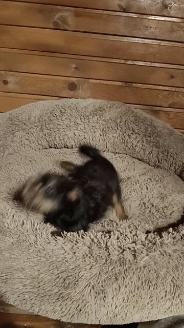 Питомник Дольче Вита Кане и щенки бельгийского гриффона