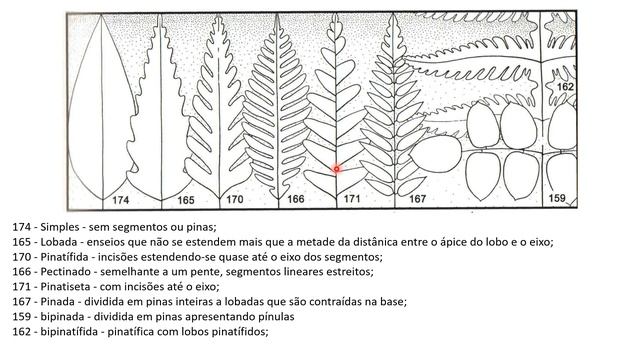 Morfologia da folha de samambaias e licófitas смотреть онлайн