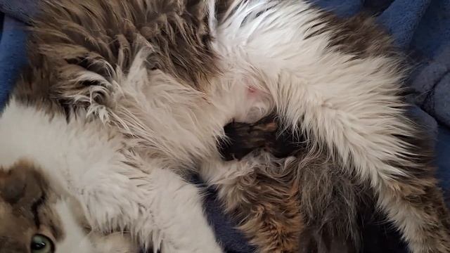 Ходили в магазин/котёнок умер😪