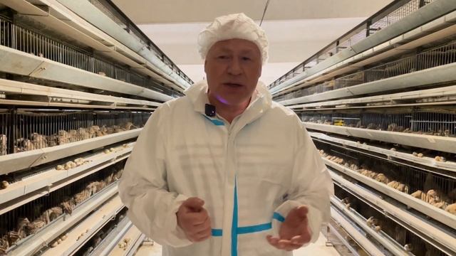 Опыт применения Бутиквинола на перепелах.