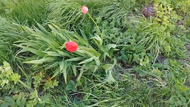 ветерок смотреть онлайн