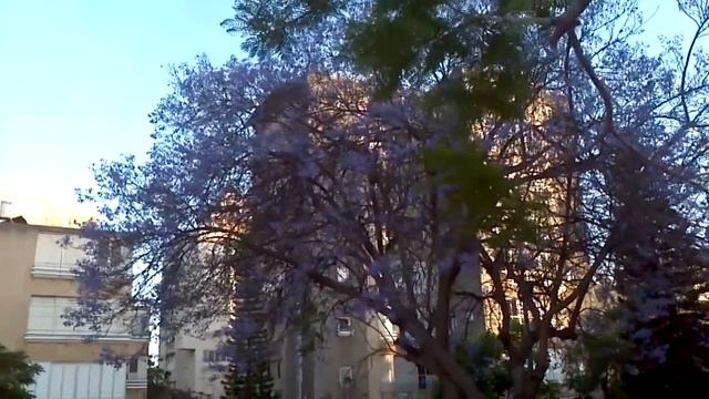 A Blue Flower Tree смотреть онлайн