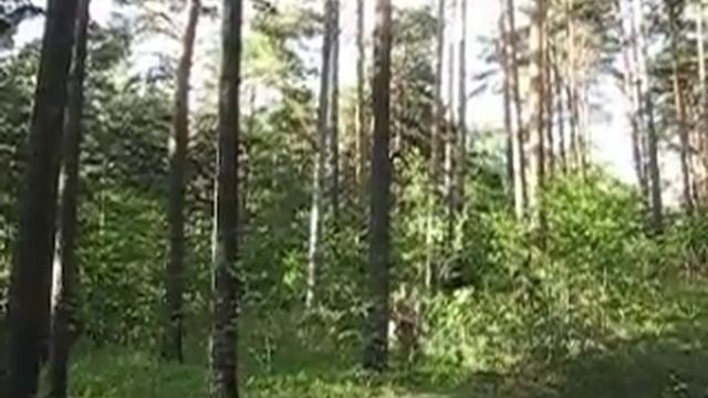 Утро во Въетнаме, где-то рядом с Заепарком. смотреть онлайн