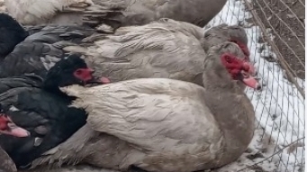 ЛАВАНДА или серебро как отличить. смотреть онлайн