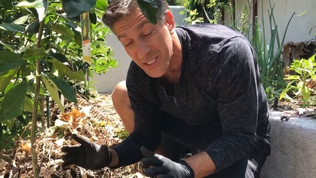 7 TIPS FOR SUCCESSFUL TREE PLANTINGS BY CHARLES J. MALKI OF IV ORGANIC 3-IN-1 PLANT GUARD смотреть онлайн