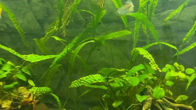 Изменения в аквариуме 450 литров. смотреть онлайн