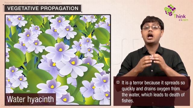 Types of Asexual Reproduction: Vegetative Propagation- Reproduction in Organisms Class 12 (Ch-1) смотреть онлайн