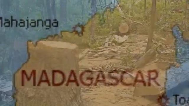 Leaf chameleon(brookesia tristis) смотреть онлайн