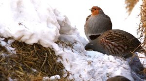 Серая куропатка зимой