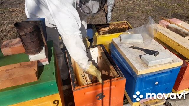 пересадка семей в ППС УЛЬЯ С ДЕРЕВА смотреть онлайн