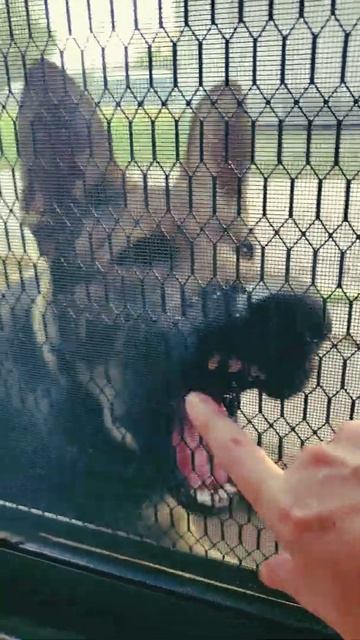 ZEUS Dog sharpens his teeth #shorts 😬🐶 смотреть онлайн
