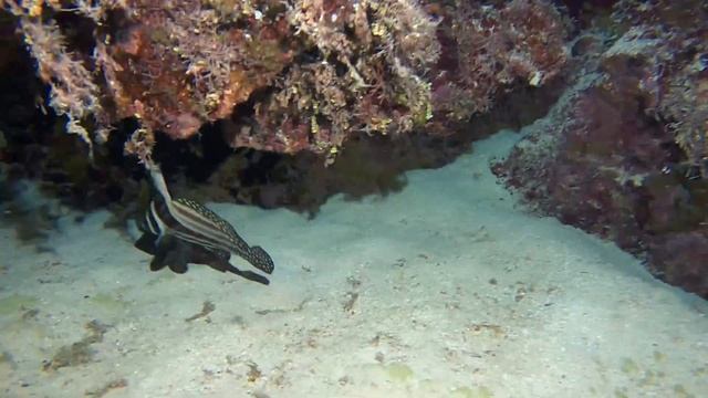 Diving Grand Cayman смотреть онлайн