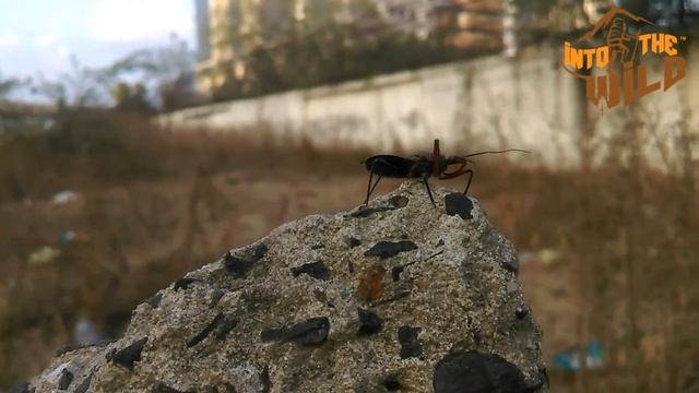 Dangerous insect (Assassin bug) смотреть онлайн