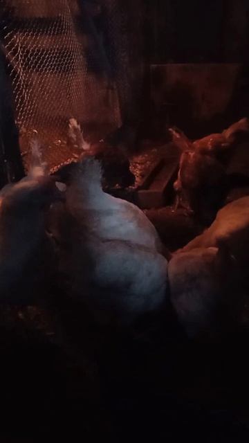 Куры-несушки смотреть онлайн