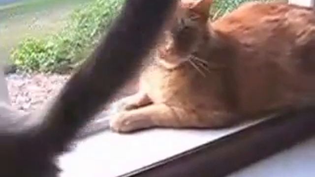 Котенок сел на кота) смотреть онлайн