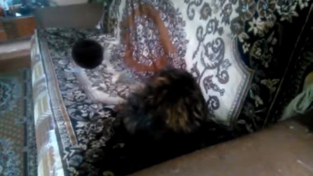 СМЕШНЫЕ КОТЫ И КОШКИ 2016 ВЕСЕЛЫЕ И ЗАБАВНЫЕ КОТЫ И КОШКИ 2016 #84 смотреть онлайн