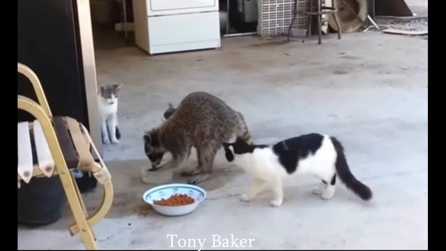 Tony Baker -Animals voiceover смотреть онлайн