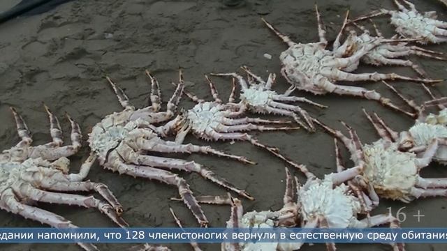 28.03.2024 В Макарове двое мужчин предстали перед судом за добычу краба смотреть онлайн