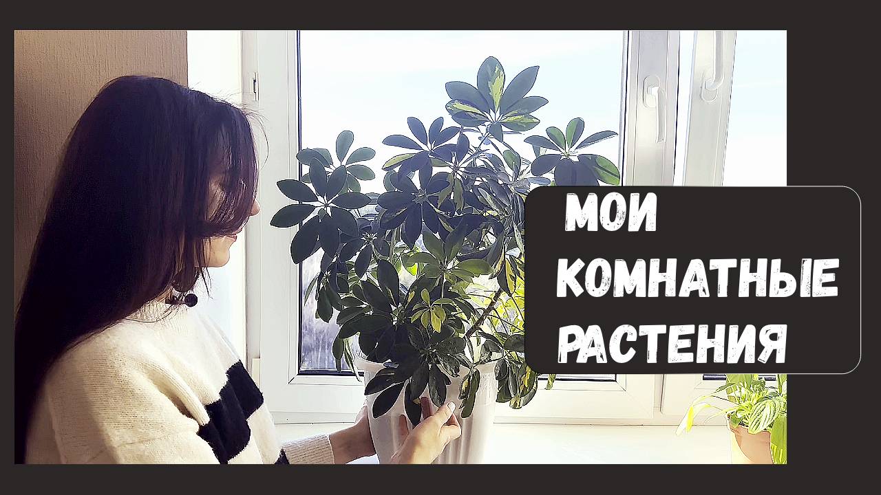 Обзор моих комнатных растений 🪴 Часть 1