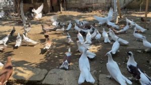 Широкохвостые бакинские голуби