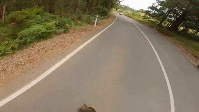Motorbike rider saves wild echidna! смотреть онлайн