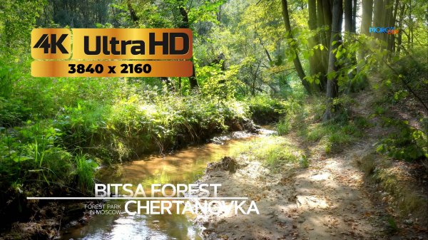 ЗАСТАВКА БИТЦЕВСКИЙ ЛЕС, РЕЧКА ЧЕРТАНОВКА 4К UHD (3840x2160). Живая природа и звук. АНТИСТРЕСС.