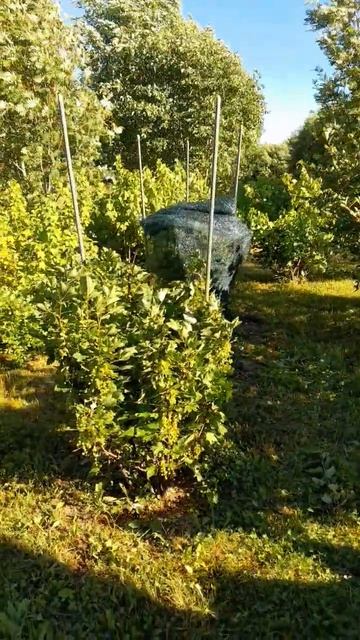 Укрыл плодовые кусты от птиц Вот это заморочка #сад #дача #огород