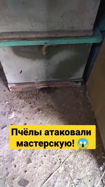 Атака пчёл смотреть онлайн