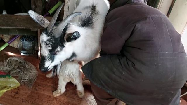 Уборка у деда Матвея! смотреть онлайн