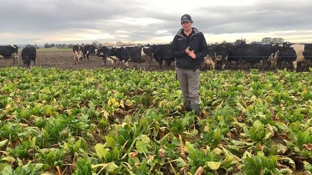 Growing Fodder beet on farm смотреть онлайн