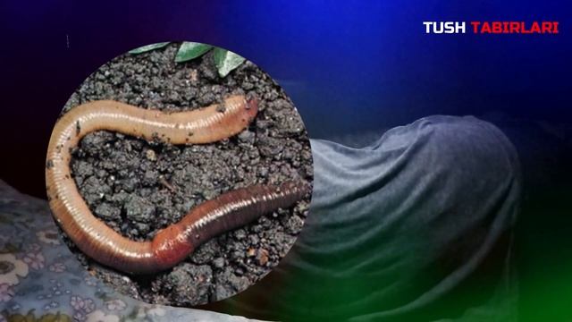 Туш табири - Тушда Чувалчанг куриш смотреть онлайн