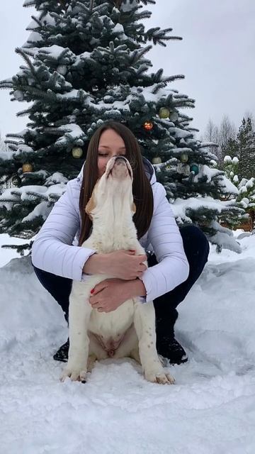 ТРАНСФОРМАЦИЯ ЩЕНКА АЛАБАЯ 3 месяца - 4 ГОДА || ALABAI DOG TRANSFORMATION #собаки #dogs #shorts смотреть онлайн