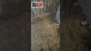 Как сделать ясли для овец из подручных материалов)
