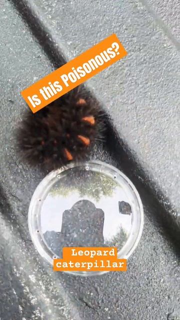Leopard Caterpillar Poisonous Or Not? #pestcontrol #verobeach #caterpillar #black