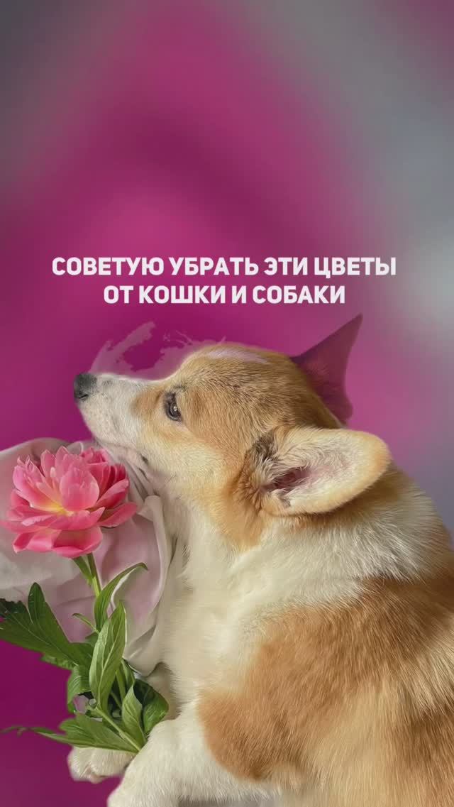 Эти цветы опасны для кошек и собак