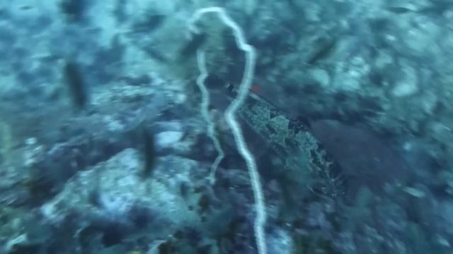 Diving Malaysia 2012 смотреть онлайн