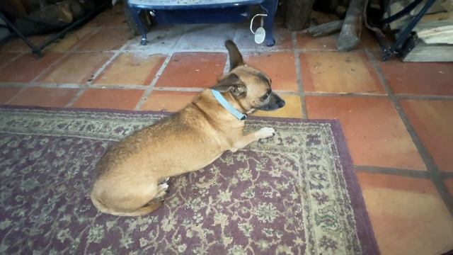 Snow Day with "Tito the Torpedo" - strong swimmer and radar dish hearing are his super hero powers смотреть онлайн